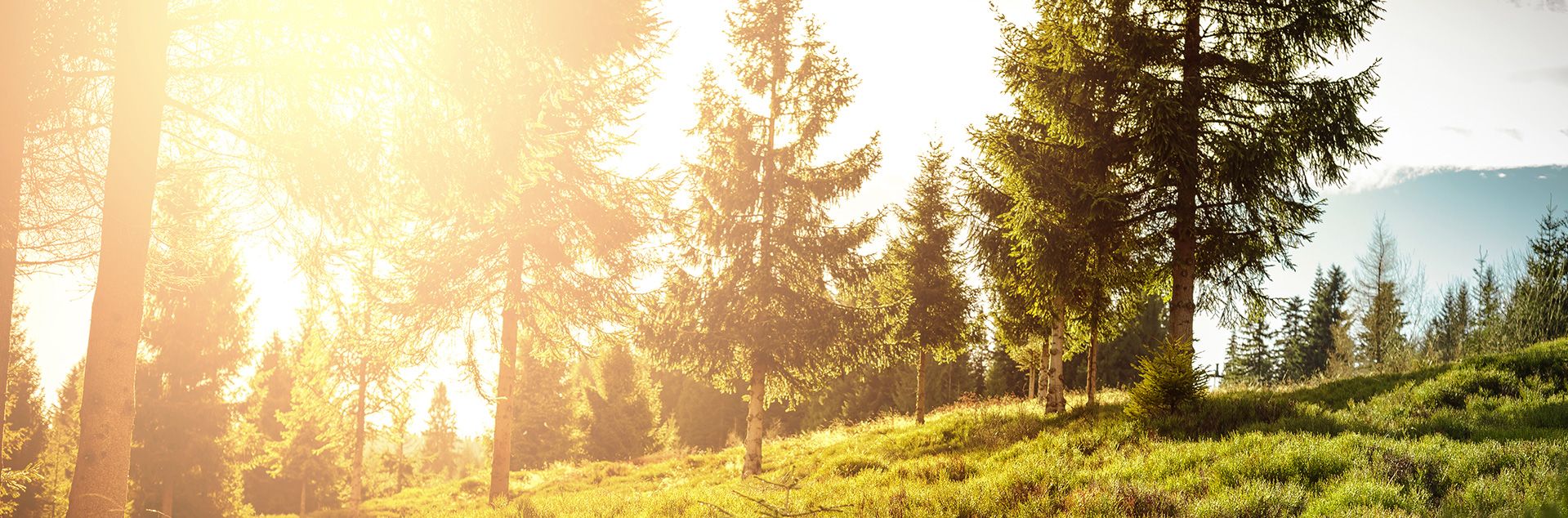 Waldlichtung mit Sonnenaufgang